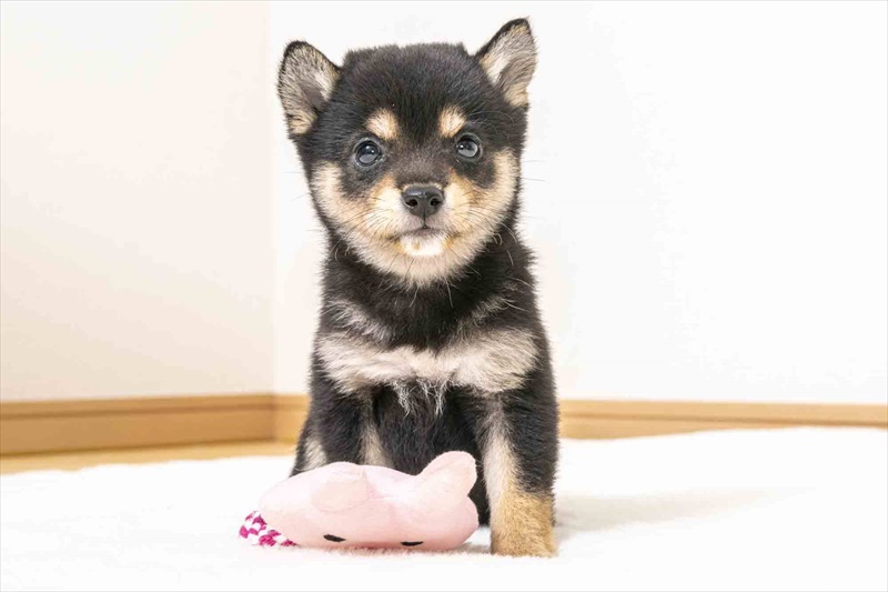 豆柴犬 販売子犬番号 あいこちゃん 写真4