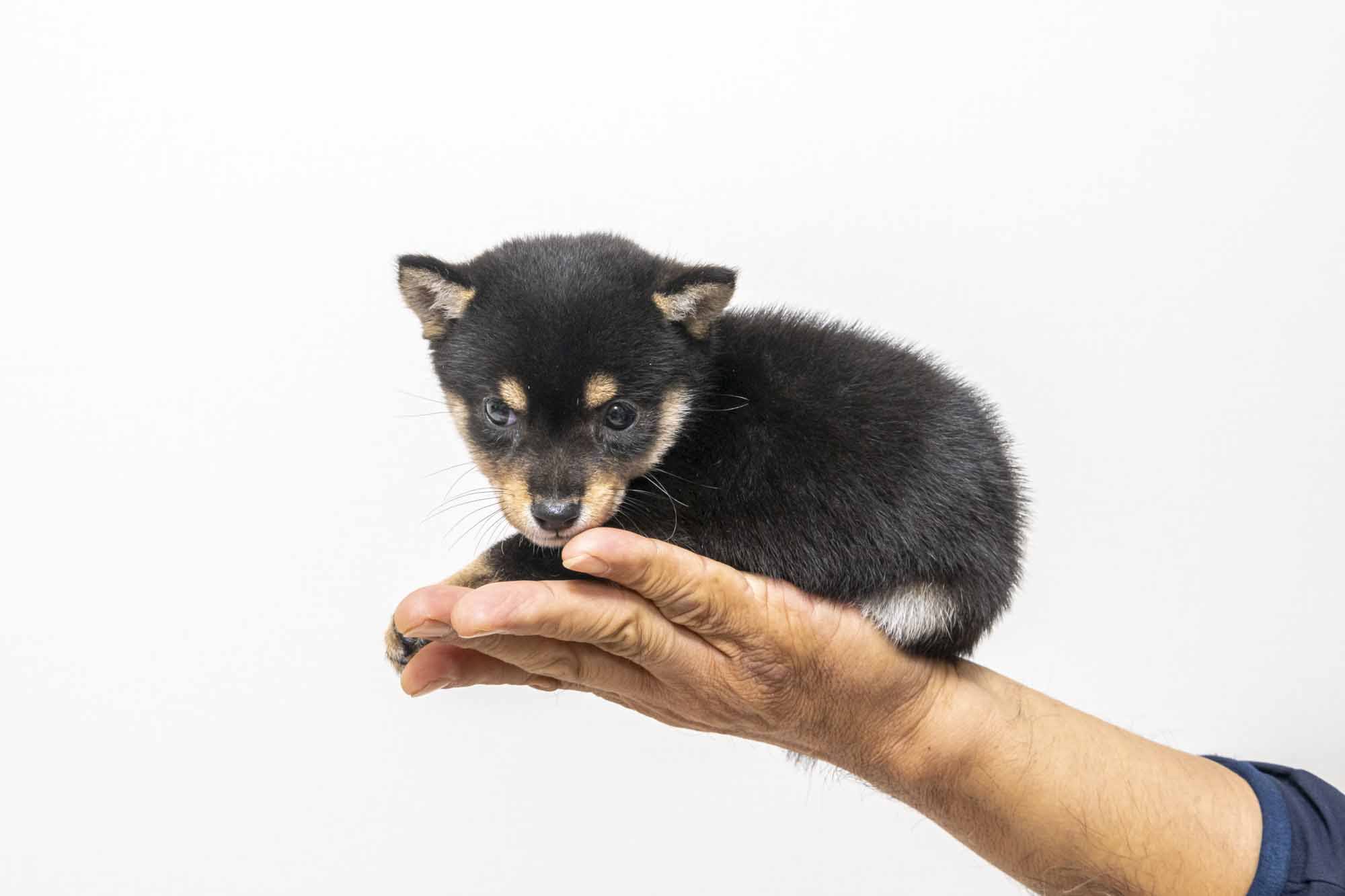 豆柴犬 販売子犬番号 あいこちゃん 写真2