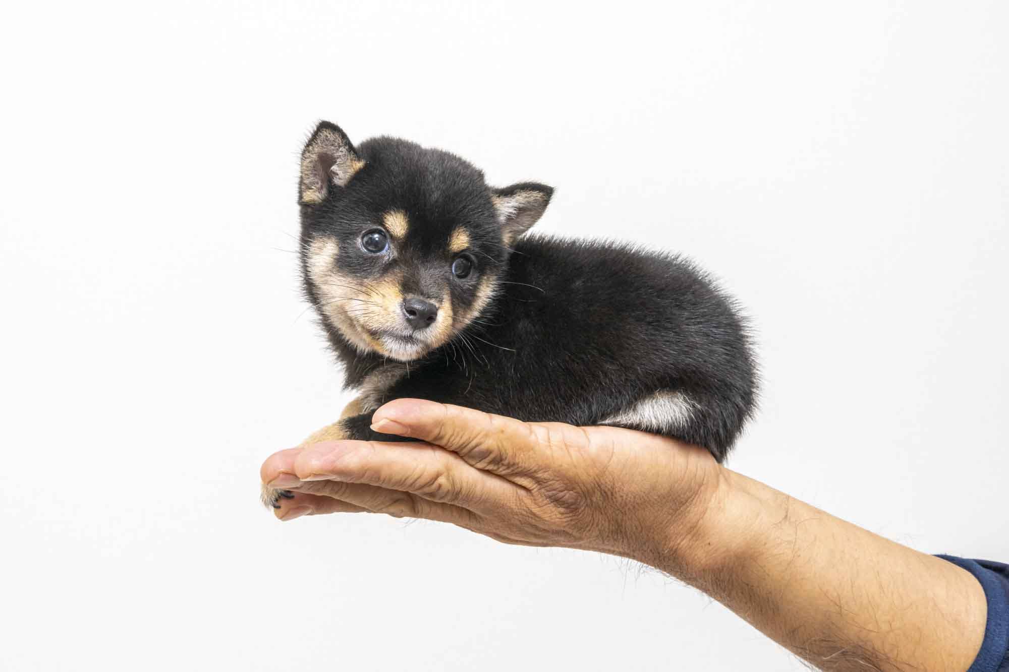 豆柴犬 販売子犬番号 あきなちゃん 写真2