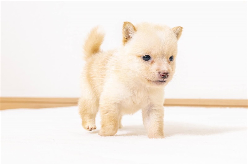 豆柴犬 販売子犬番号 きなこくん 写真3