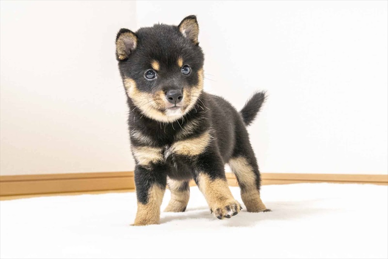 豆柴犬 販売子犬番号 れんやくん 写真2