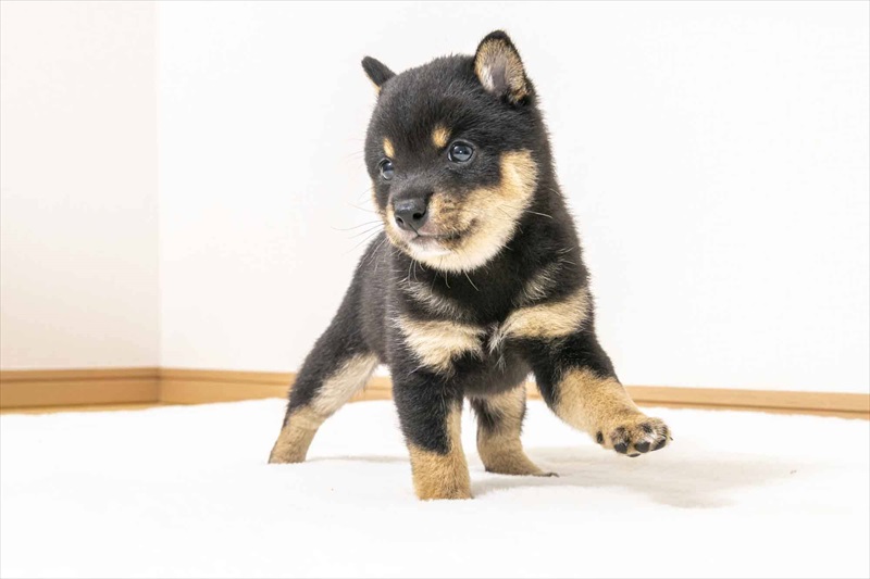 豆柴犬 販売子犬番号 れんやくん 写真3