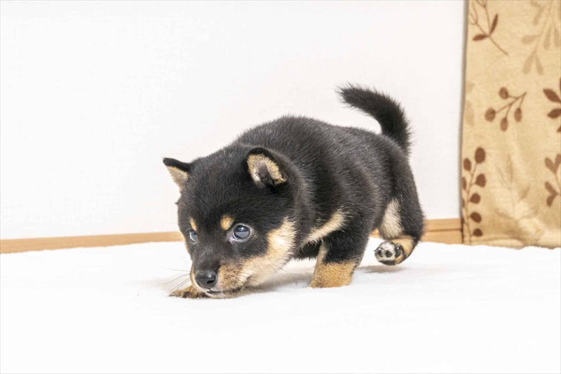 豆柴犬 販売子犬番号 れんやくん 写真5