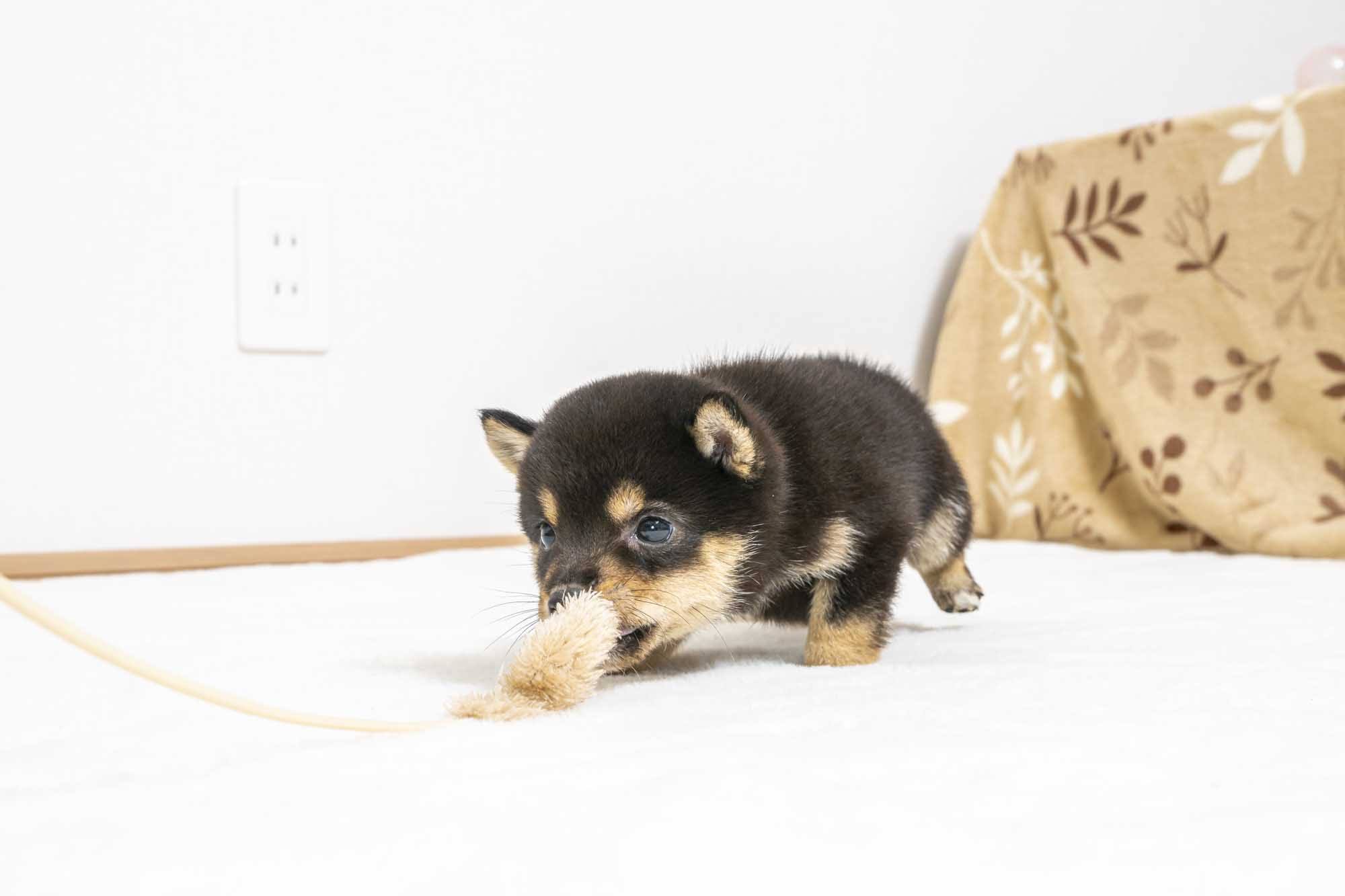 豆柴犬 販売子犬番号 のぶくん 写真5