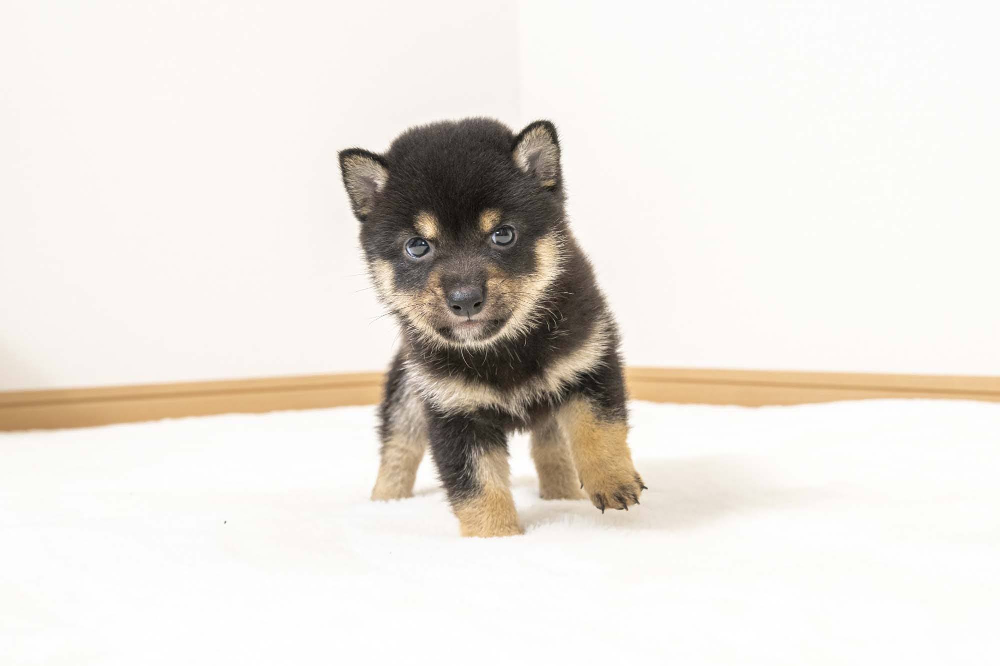 豆柴犬 販売子犬番号 りきくん 写真4