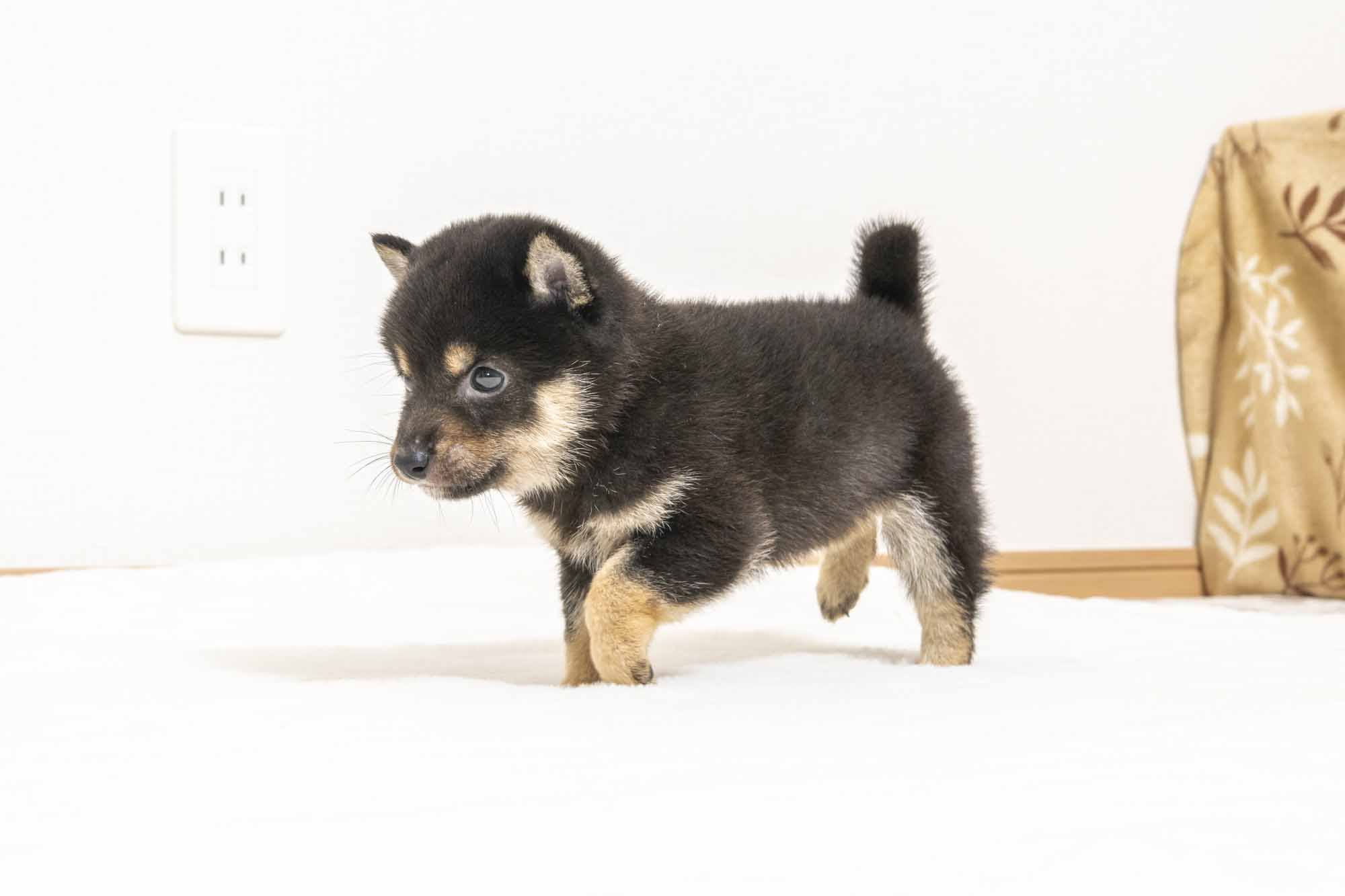 豆柴犬 販売子犬番号 りきくん 写真5