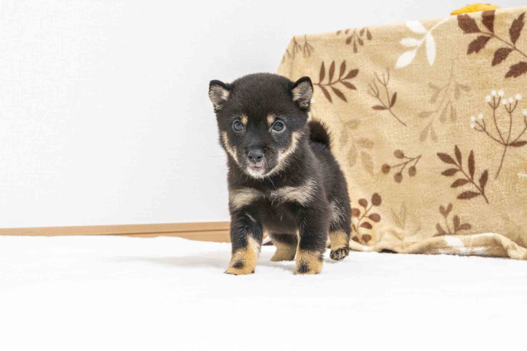 豆柴犬 販売子犬番号 せいくん 写真2