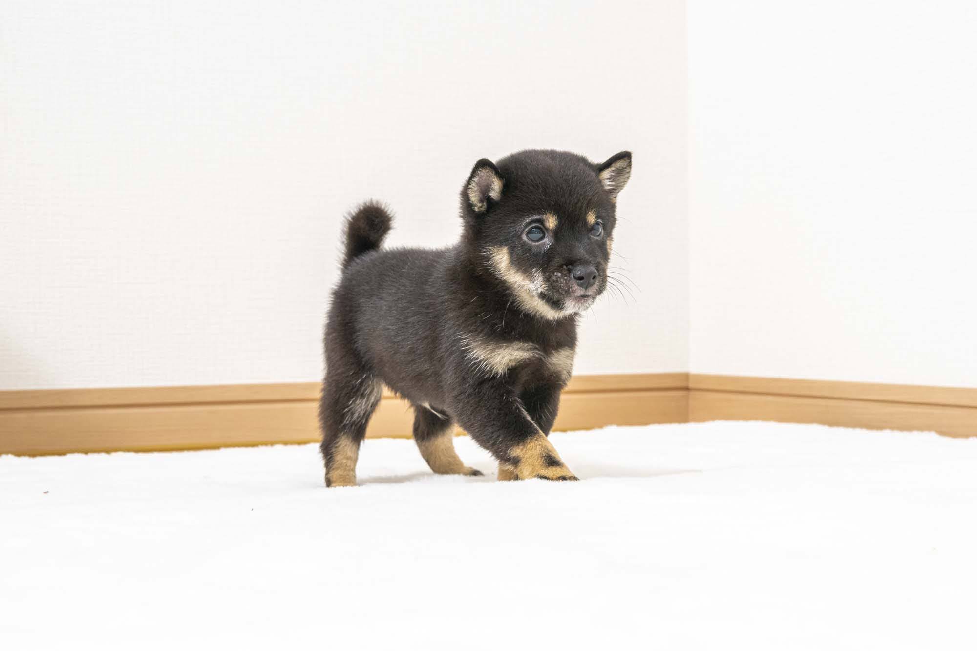 豆柴犬 販売子犬番号 せいくん 写真3