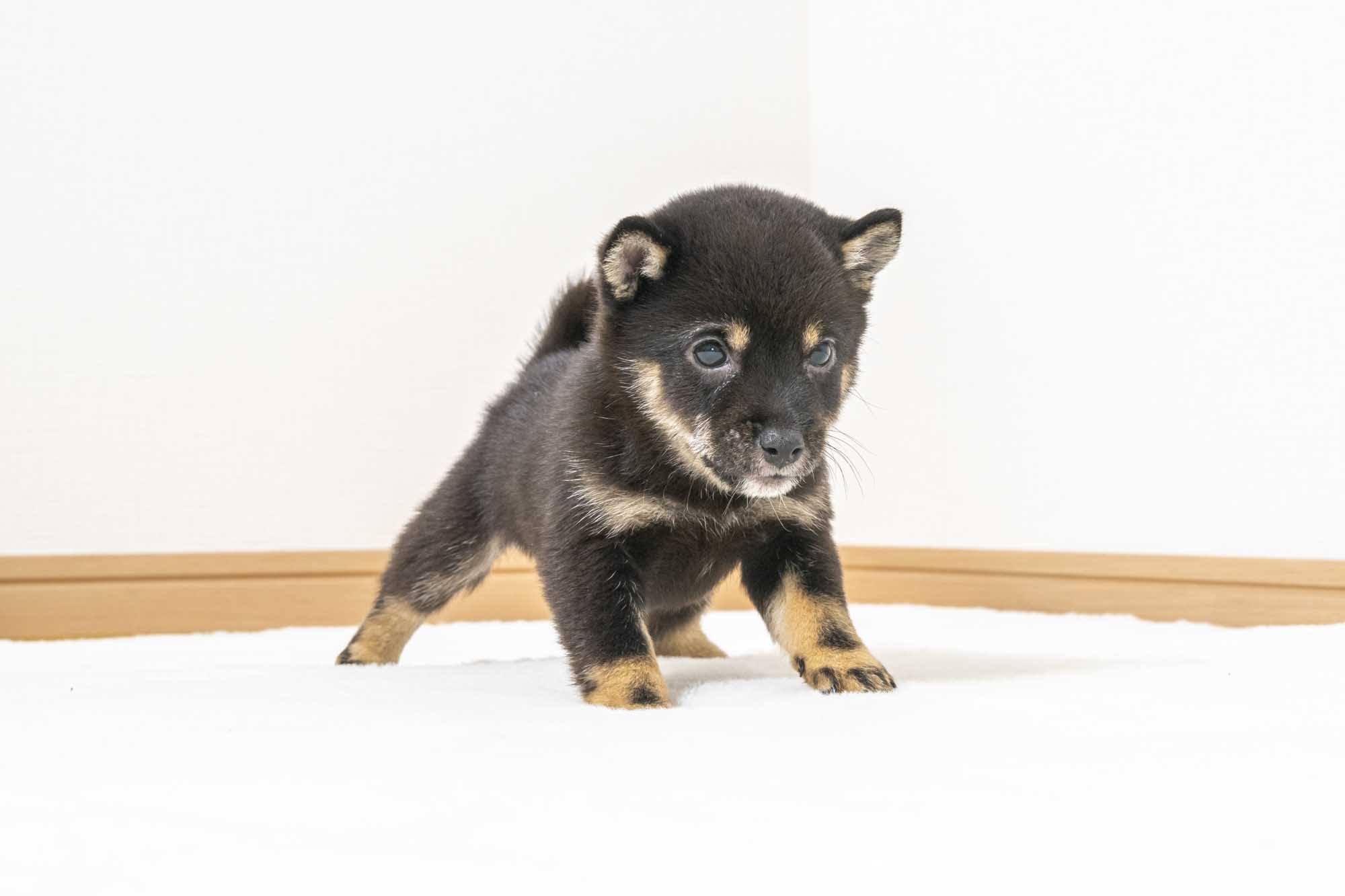 豆柴犬 販売子犬番号 せいくん 写真4