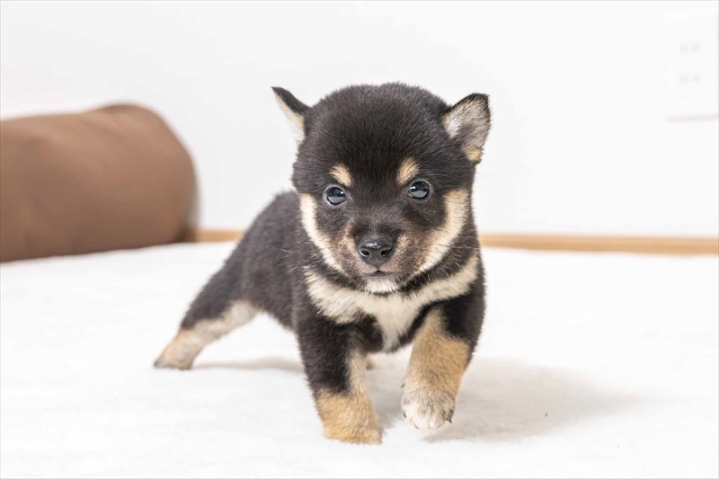 豆柴犬 販売子犬番号 こうくん 写真2