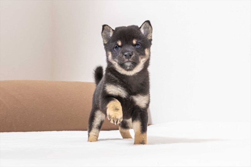 豆柴犬 販売子犬番号 みなみちゃん 写真3