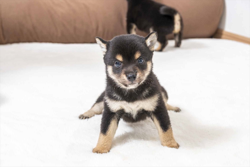 豆柴犬 販売子犬番号 やまとくん 写真2