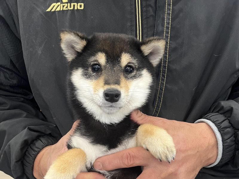 豆柴犬 販売子犬番号 大分乃黒玉美（たまみ） 写真2