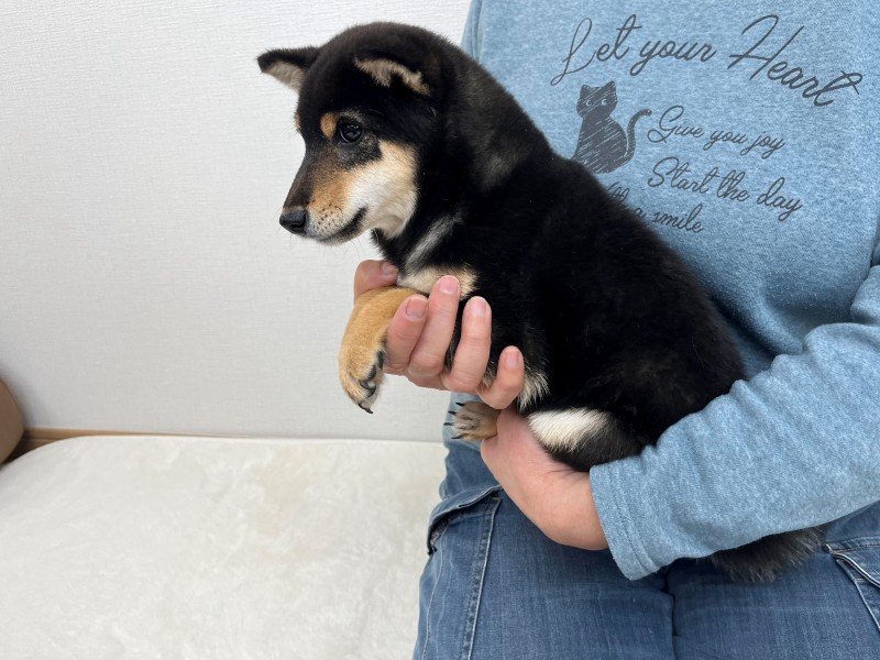 豆柴犬 販売子犬番号 黒乃源竜（げんりゅう） 写真2