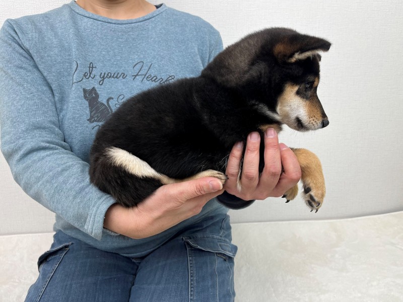 豆柴犬 販売子犬番号 黒乃源竜（げんりゅう） 写真3