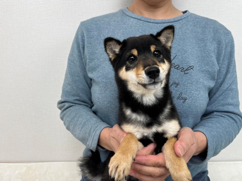 豆柴犬 販売子犬番号 黒乃源竜（げんりゅう） 写真4