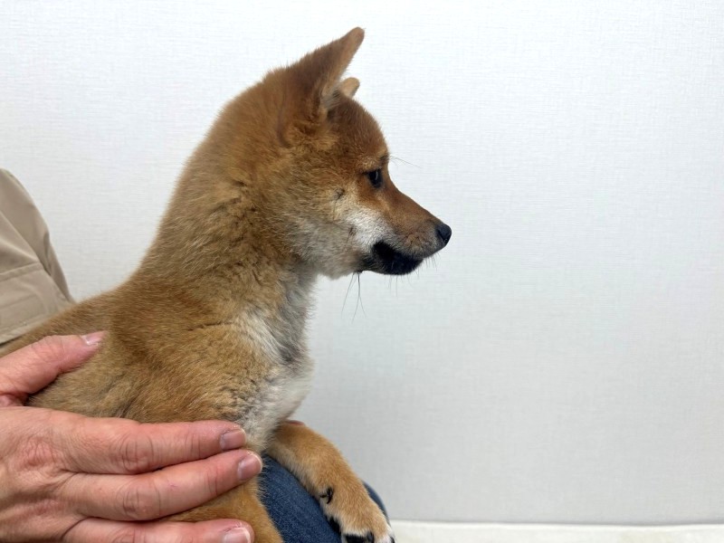 豆柴犬 販売子犬番号 源太（げんた） 写真3