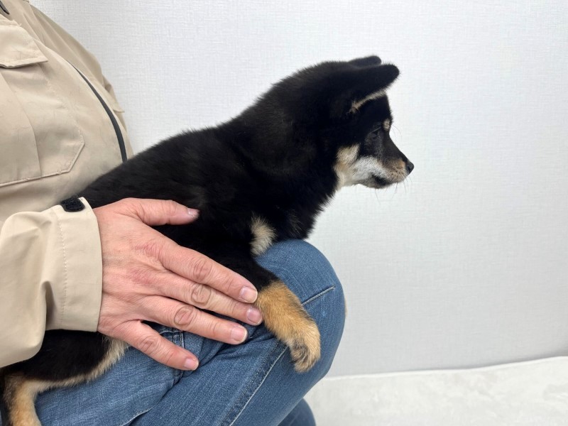 豆柴犬 販売子犬番号 大分乃黒玉美（たまみ） 写真3