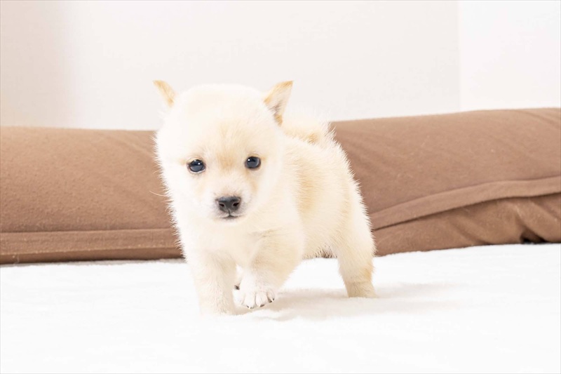 豆柴犬 販売子犬番号 りあんくん 写真2