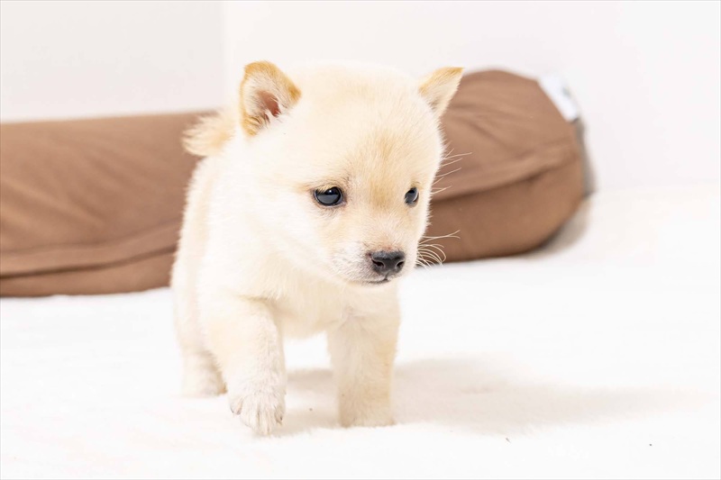 豆柴犬 販売子犬番号 りあんくん 写真3