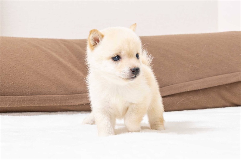 豆柴犬 販売子犬番号 りあんくん 写真4