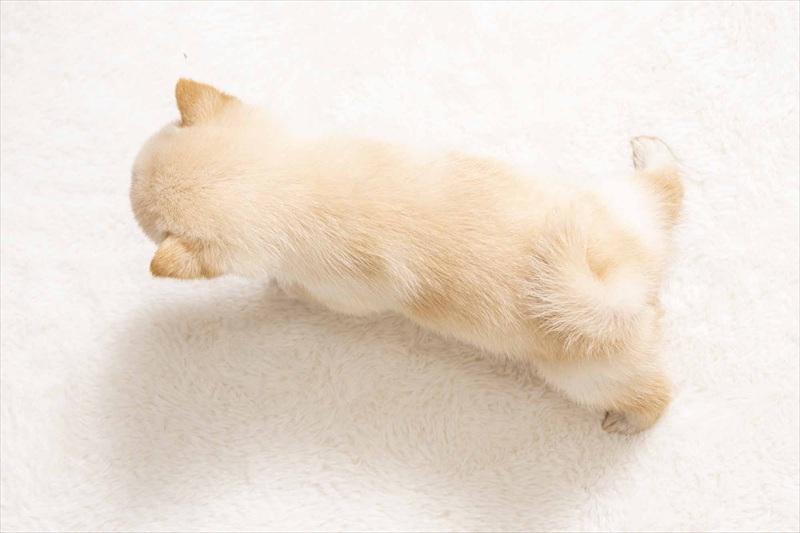 豆柴犬 販売子犬番号 りあんくん 写真5