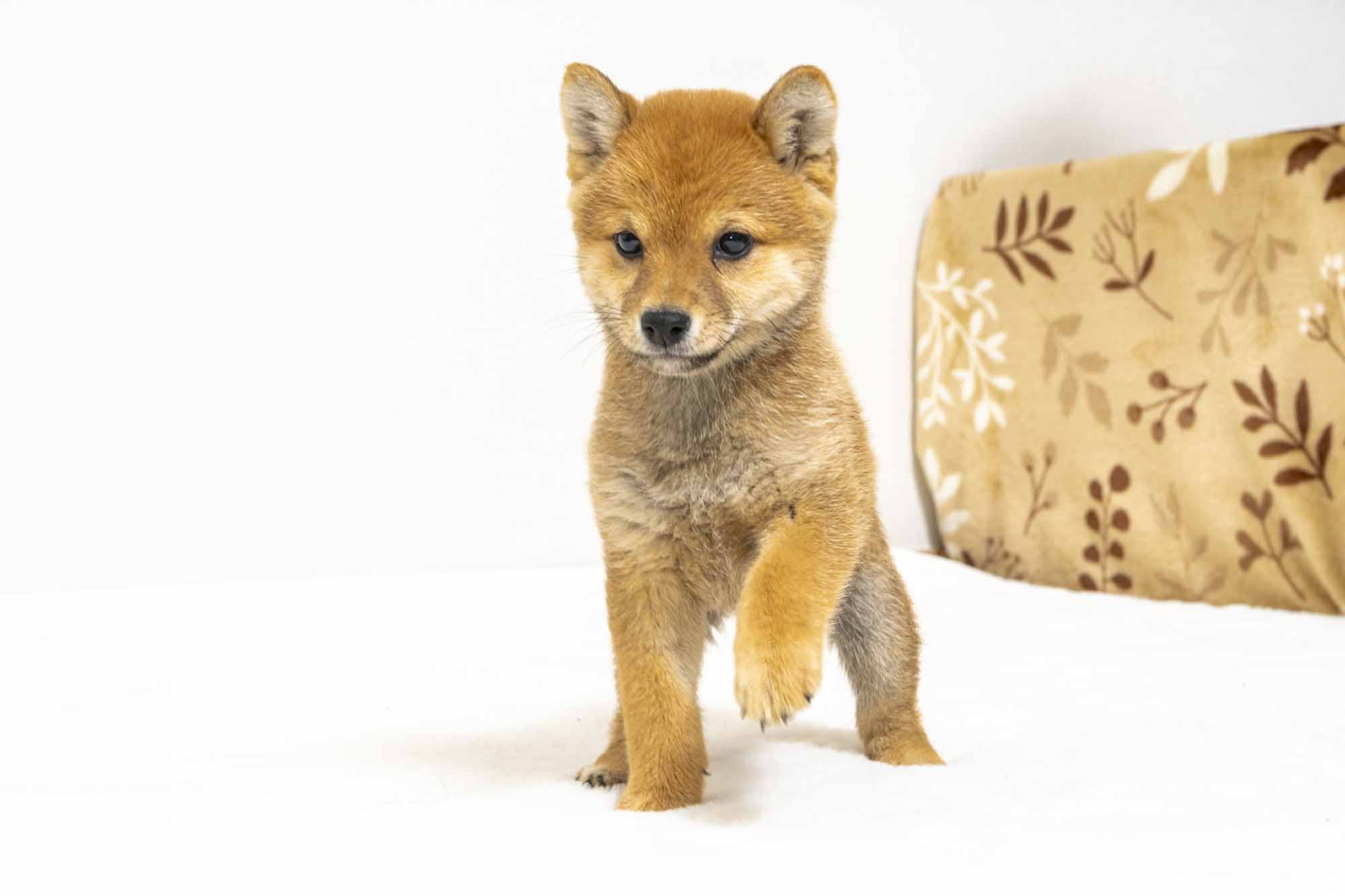 豆柴犬 販売子犬番号 べりーちゃん 写真2