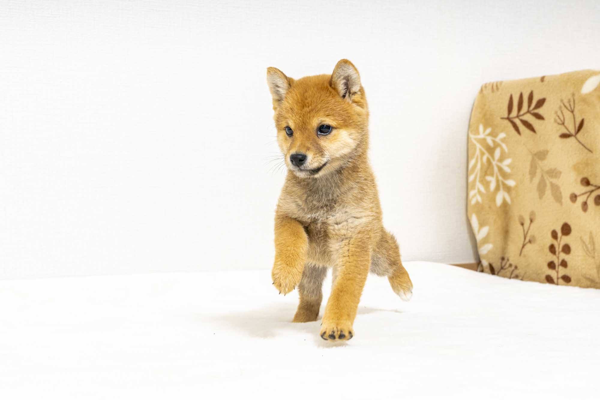 豆柴犬 販売子犬番号 べりーちゃん 写真3
