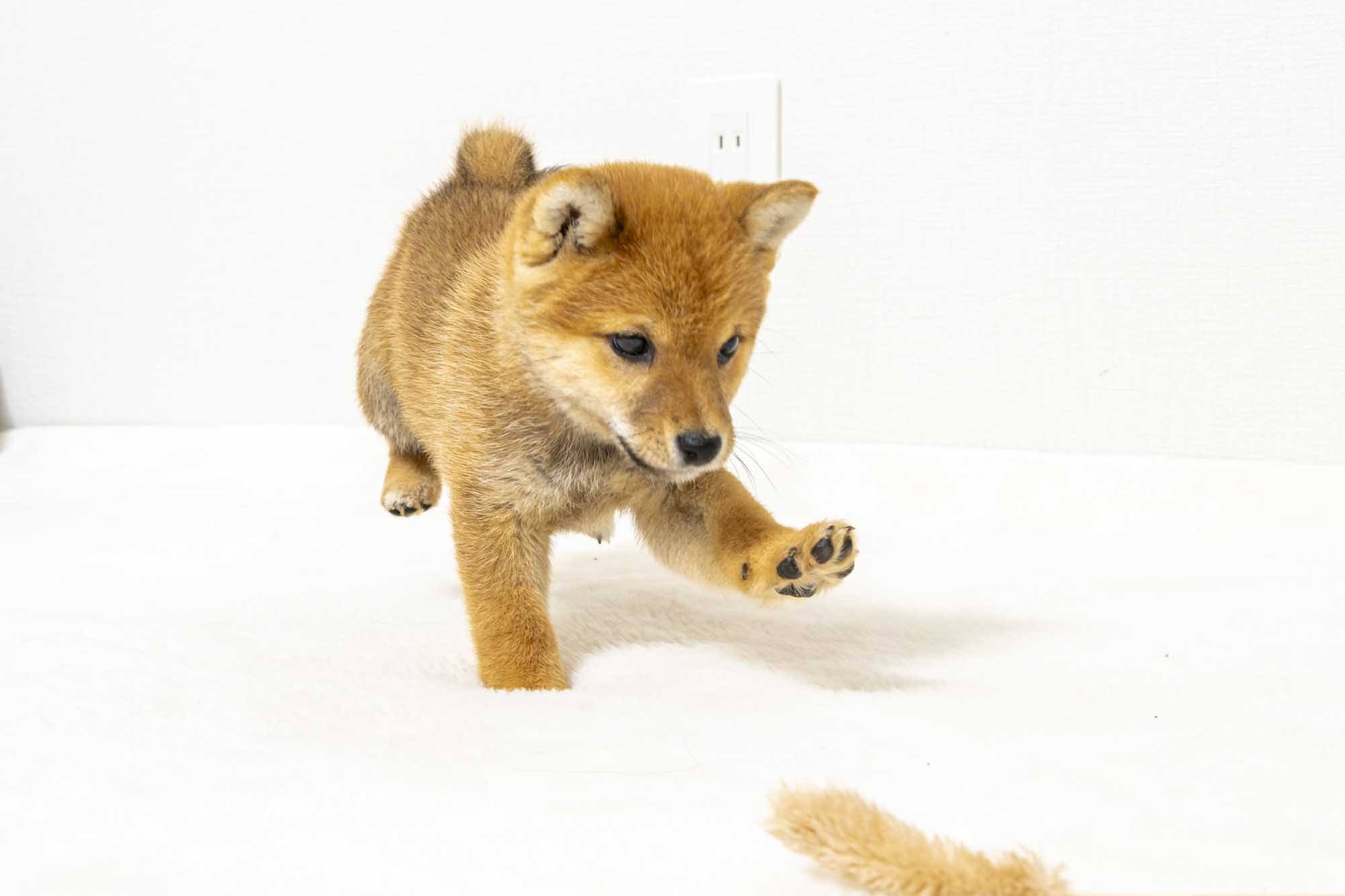 豆柴犬 販売子犬番号 べりーちゃん 写真4