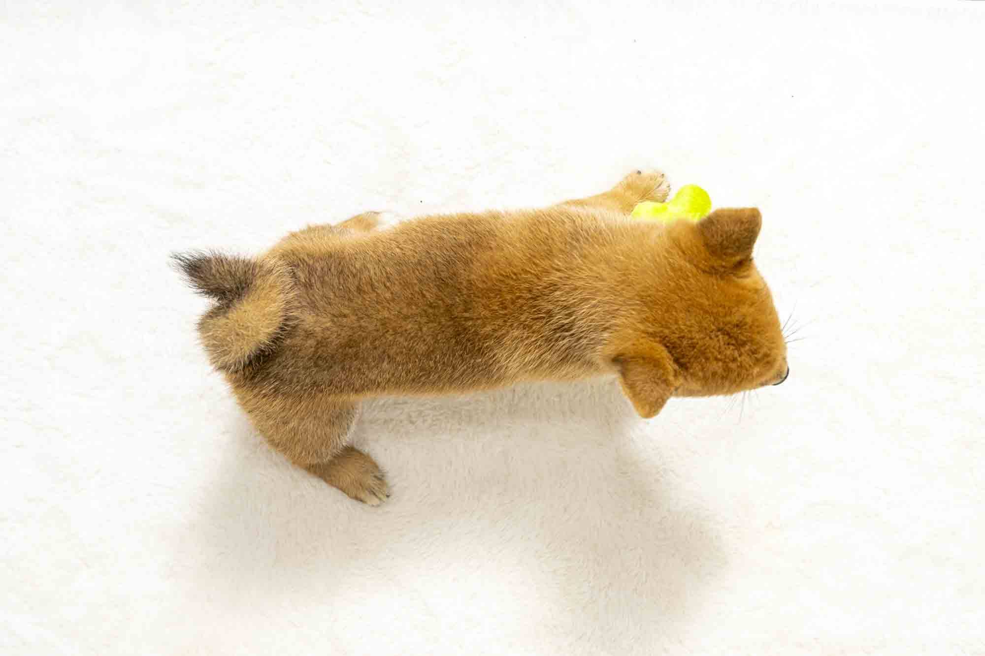 豆柴犬 販売子犬番号 べりーちゃん 写真5