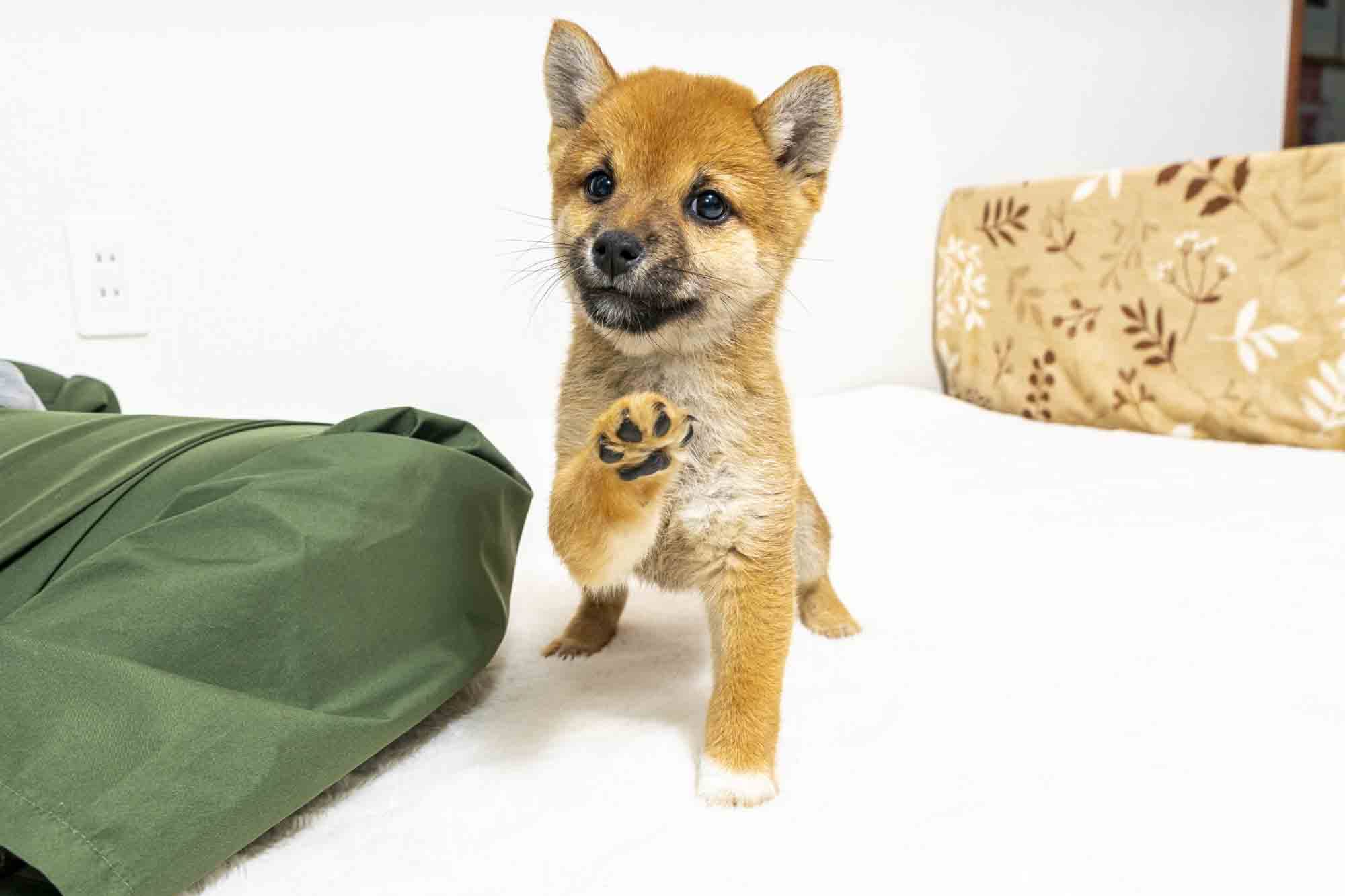 豆柴犬 販売子犬番号 ひでみちゃん 写真2