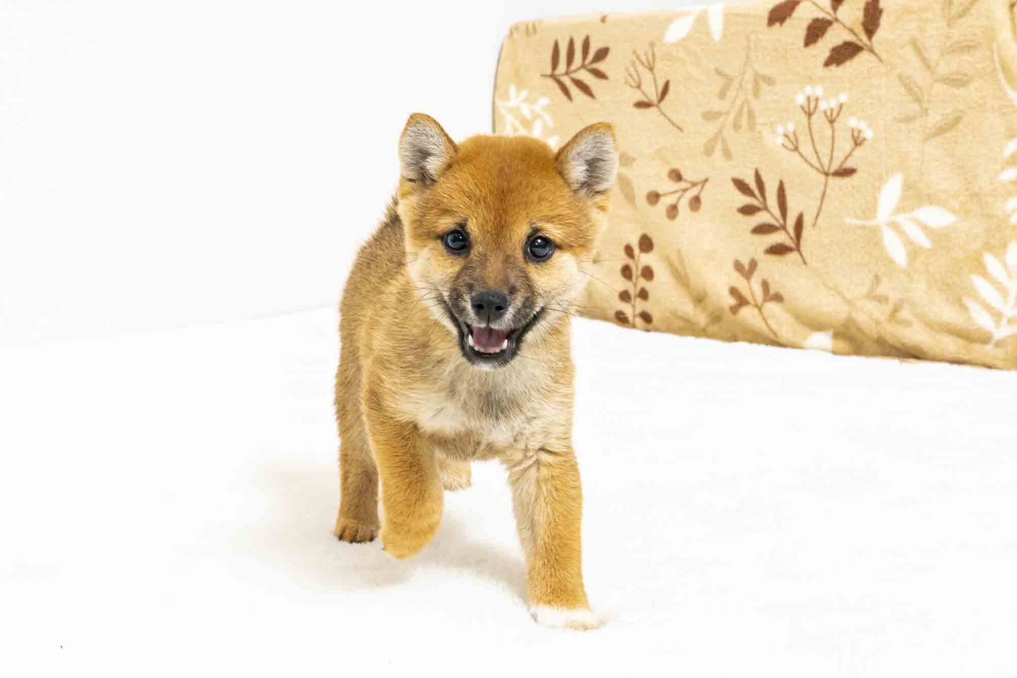 豆柴犬 販売子犬番号 ひでみちゃん 写真3