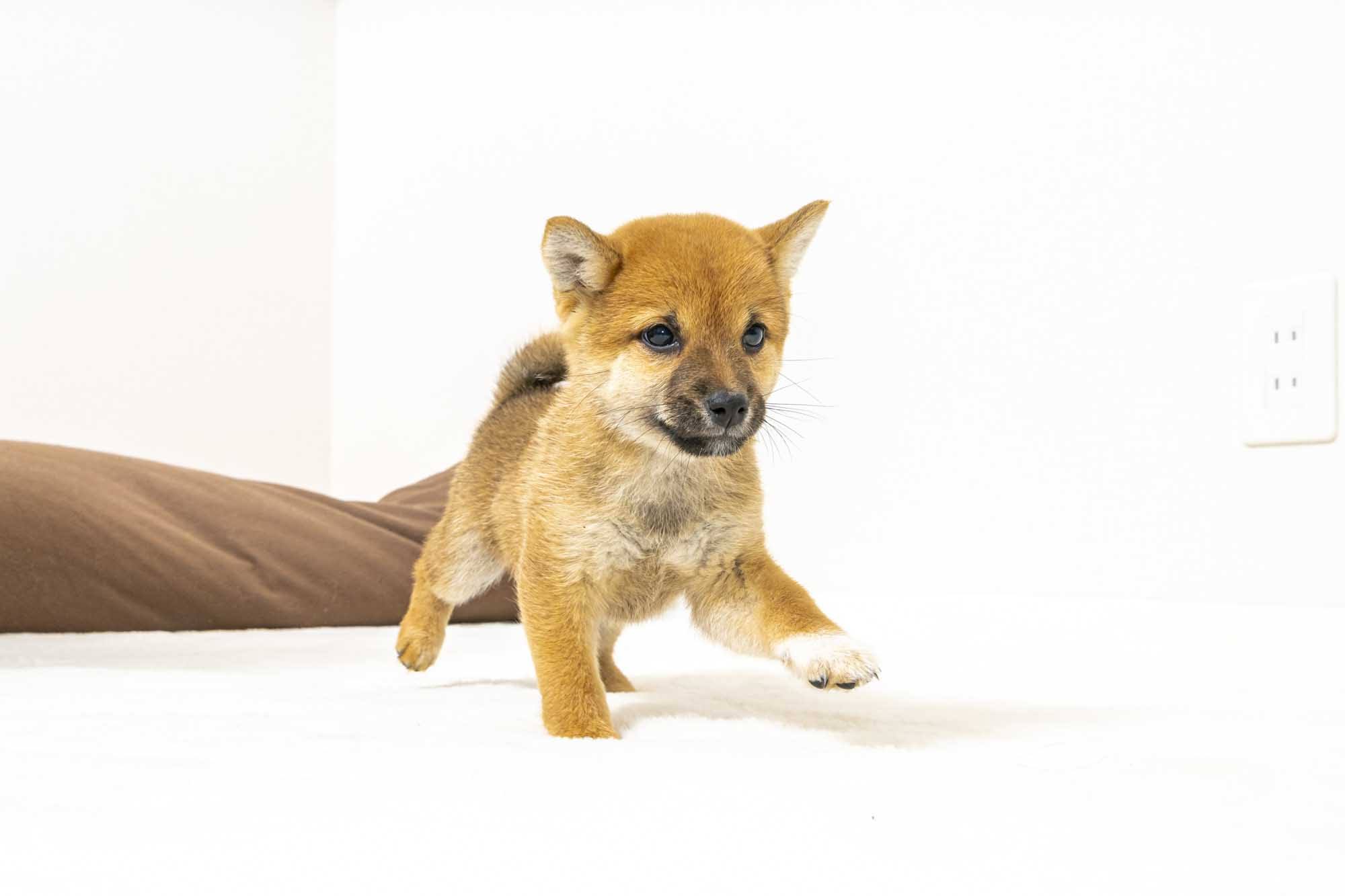 豆柴犬 販売子犬番号 ひでみちゃん 写真4