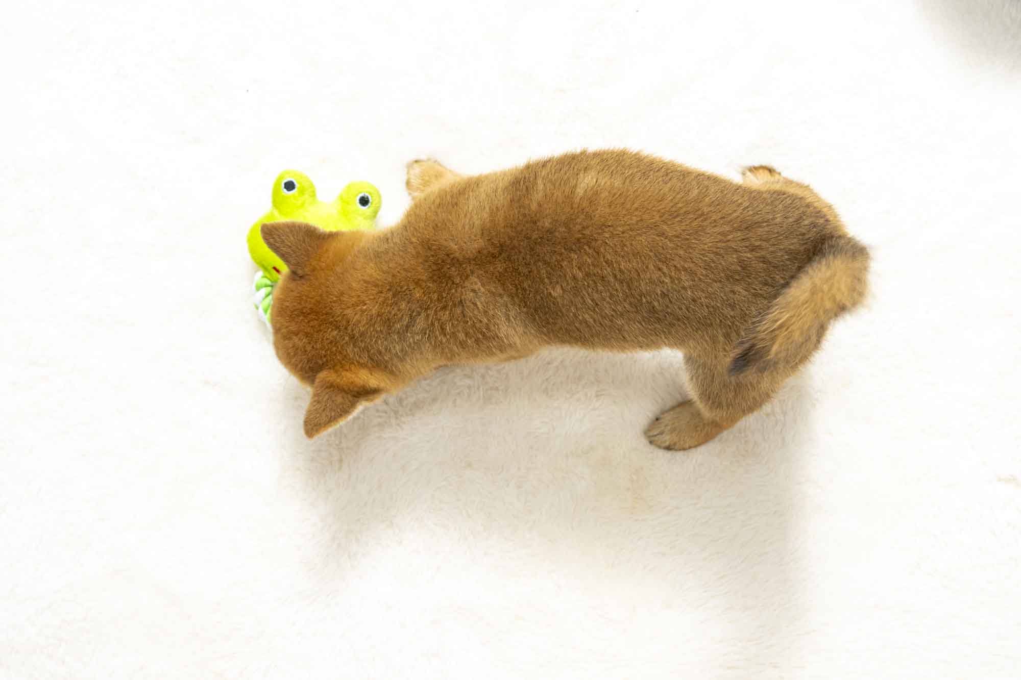 豆柴犬 販売子犬番号 ひでみちゃん 写真5