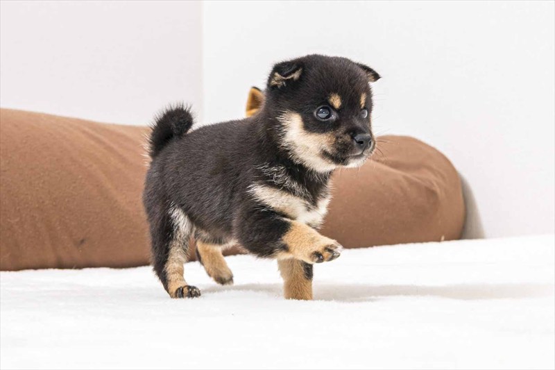 豆柴犬 販売子犬番号 あこちゃん 写真2