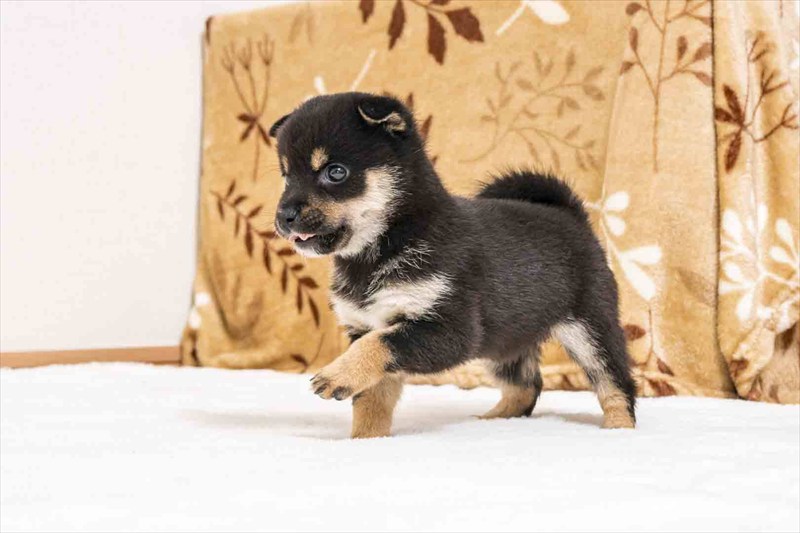 豆柴犬 販売子犬番号 あこちゃん 写真3