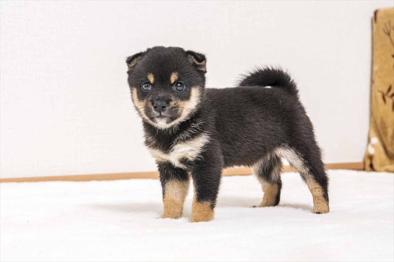 豆柴犬 販売子犬番号 あこちゃん 写真4