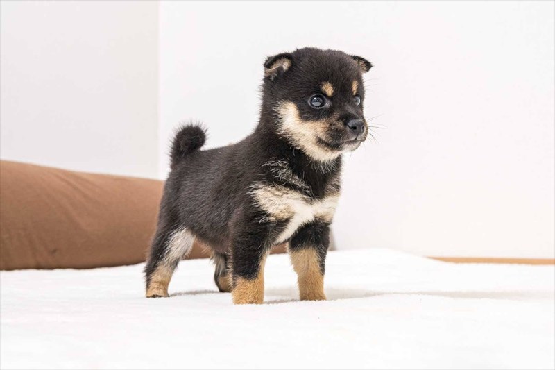 豆柴犬 販売子犬番号 あこちゃん 写真5