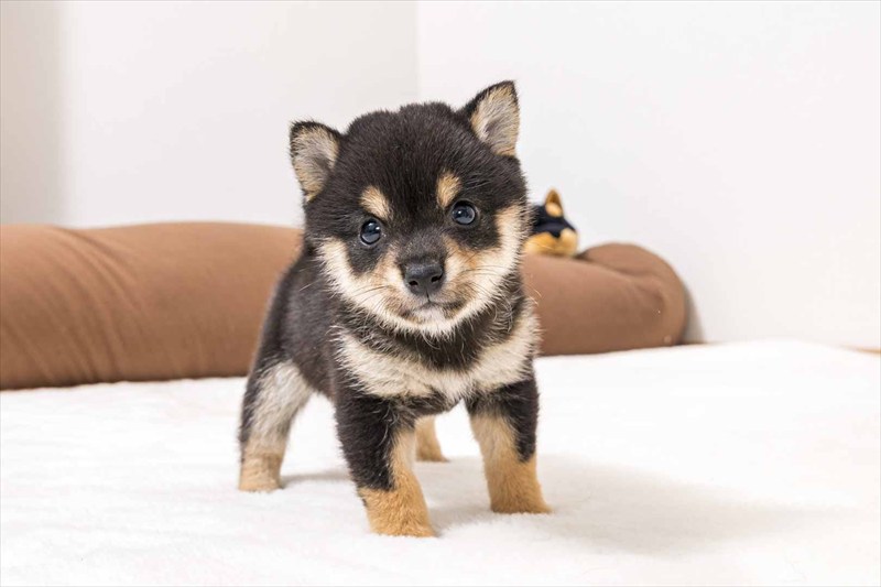 豆柴犬 販売子犬番号 かずはちゃん 写真2