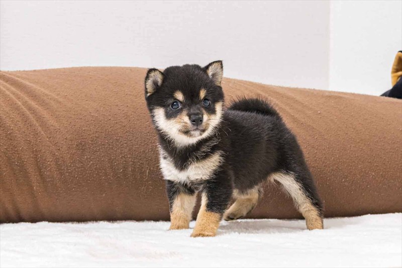 豆柴犬 販売子犬番号 かずはちゃん 写真3