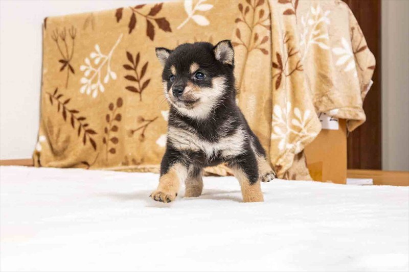 豆柴犬 販売子犬番号 かずはちゃん 写真4