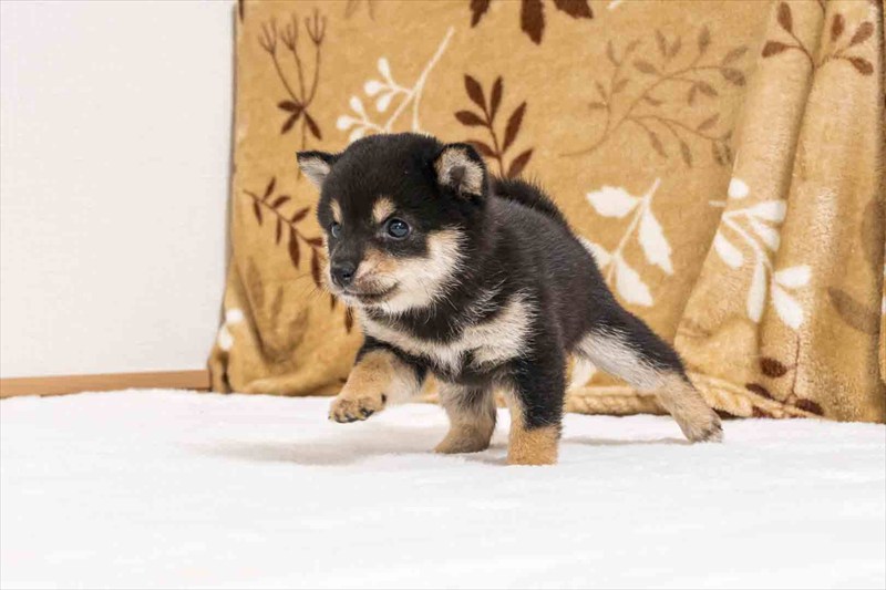 豆柴犬 販売子犬番号 かずはちゃん 写真5