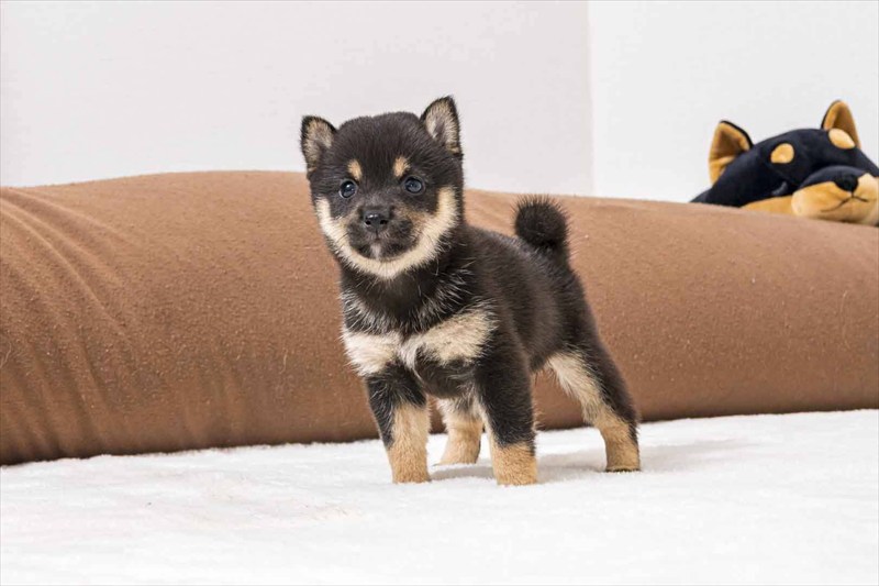 豆柴犬 販売子犬番号 のあちゃん 写真3