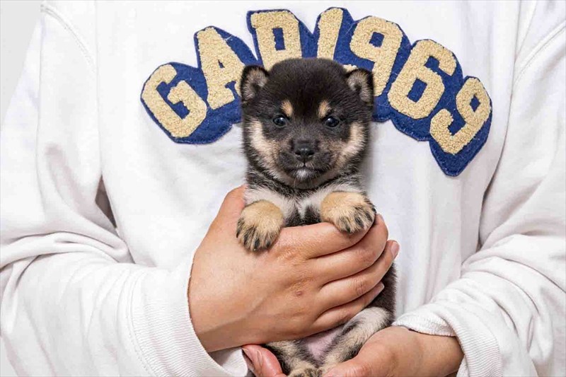 豆柴犬 販売子犬番号 のあちゃん 写真4