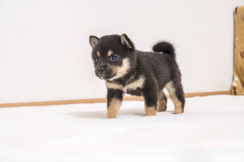 豆柴犬 販売子犬番号 のあちゃん 写真5