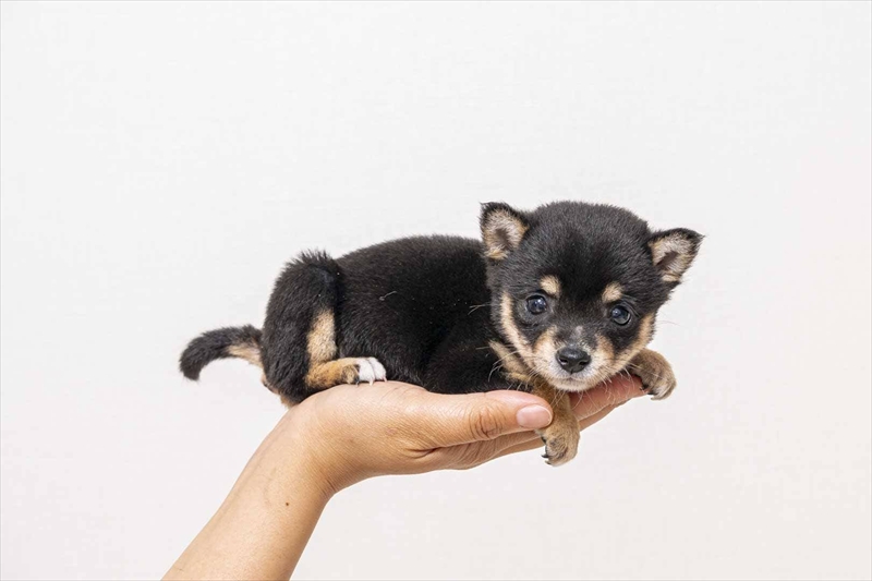 豆柴犬 販売子犬番号 みうちゃん 写真2