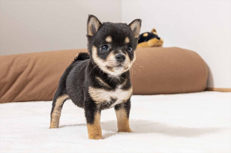 豆柴犬 販売子犬番号 みうちゃん 写真3