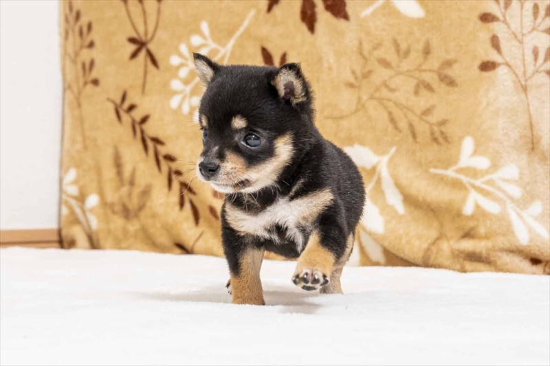 豆柴犬 販売子犬番号 みうちゃん 写真4