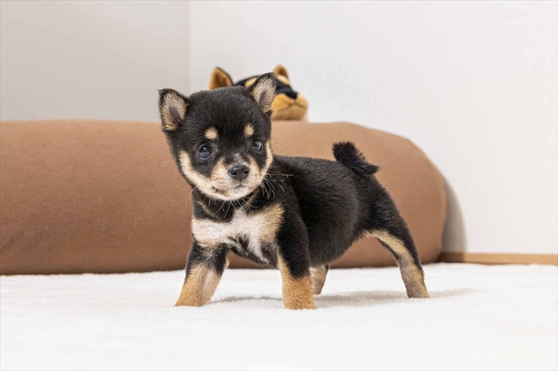 豆柴犬 販売子犬番号 みうちゃん 写真5