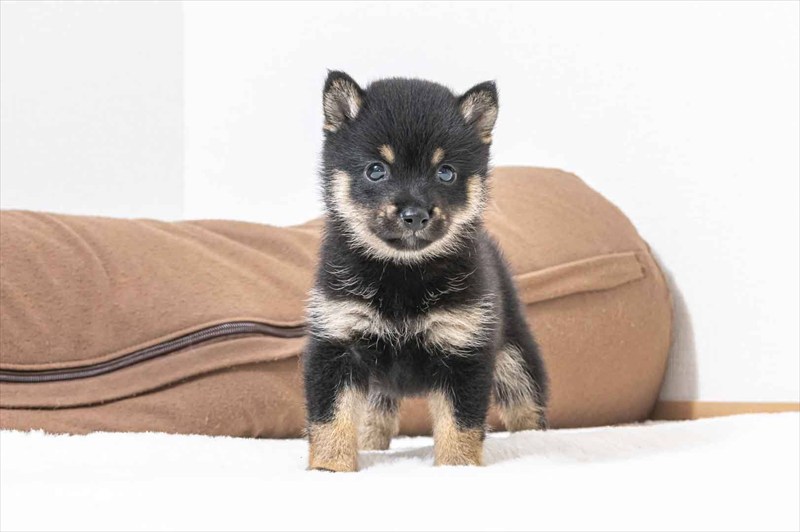 豆柴犬 販売子犬番号 えみりちゃん 写真2